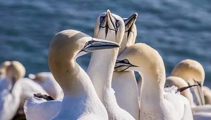 开云APP-韩国羽毛球队碾压泰国羽毛球队，李宗伟三分雨点燃全场