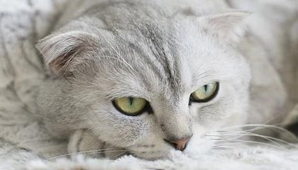 开云体育平台APP-亚平宁月光下的叹息：当蓝色浪漫遇冷酷高卢铁蹄