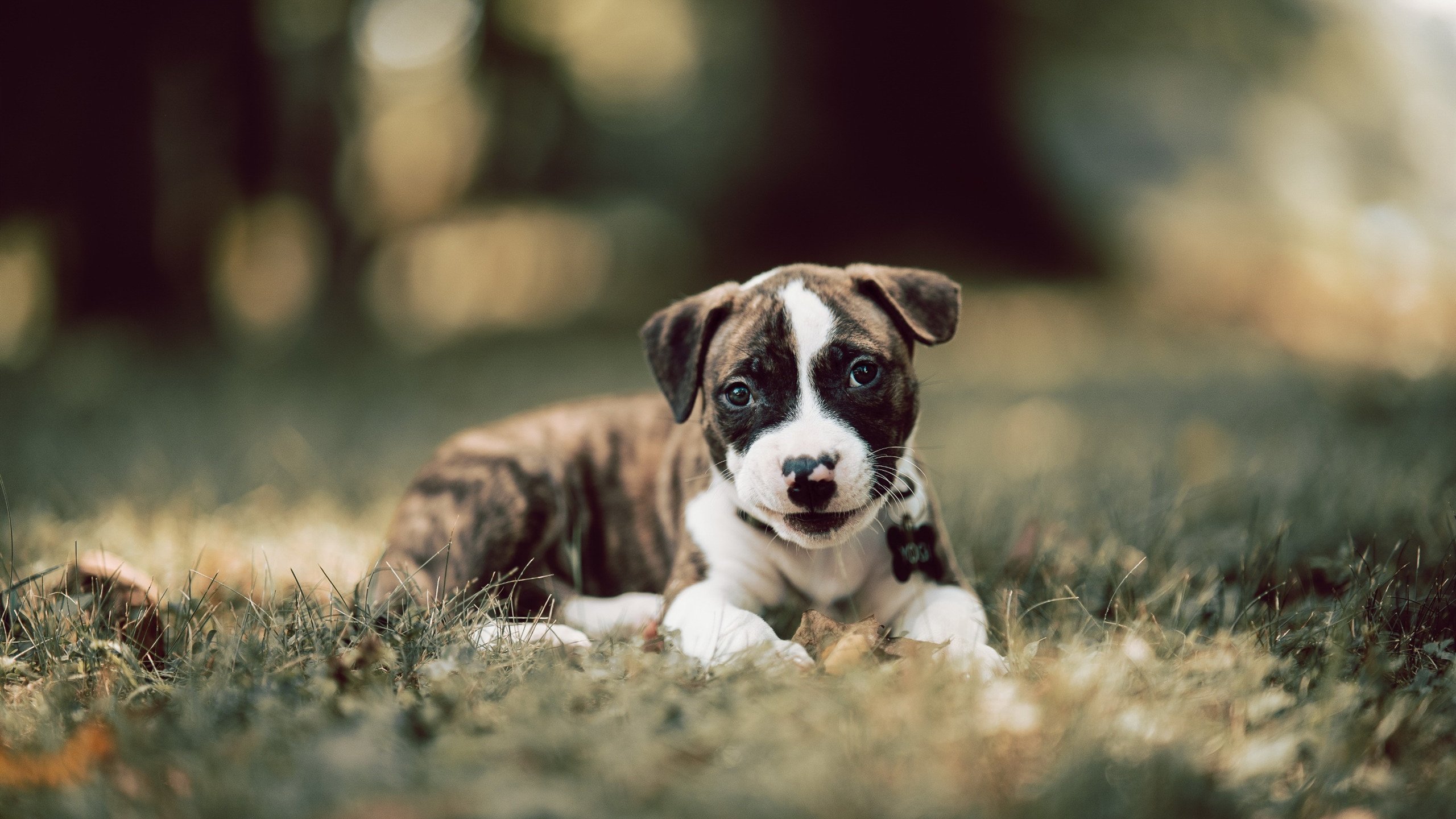 新疆队上演惊天逆袭！字母哥关键时刻化身救世主